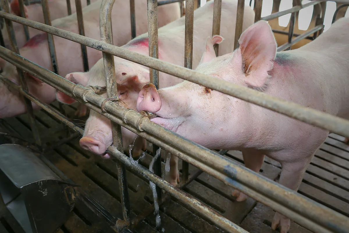 Detectado un caso humano de gripe porcina en Lleida, que no tiene relación con la PPA