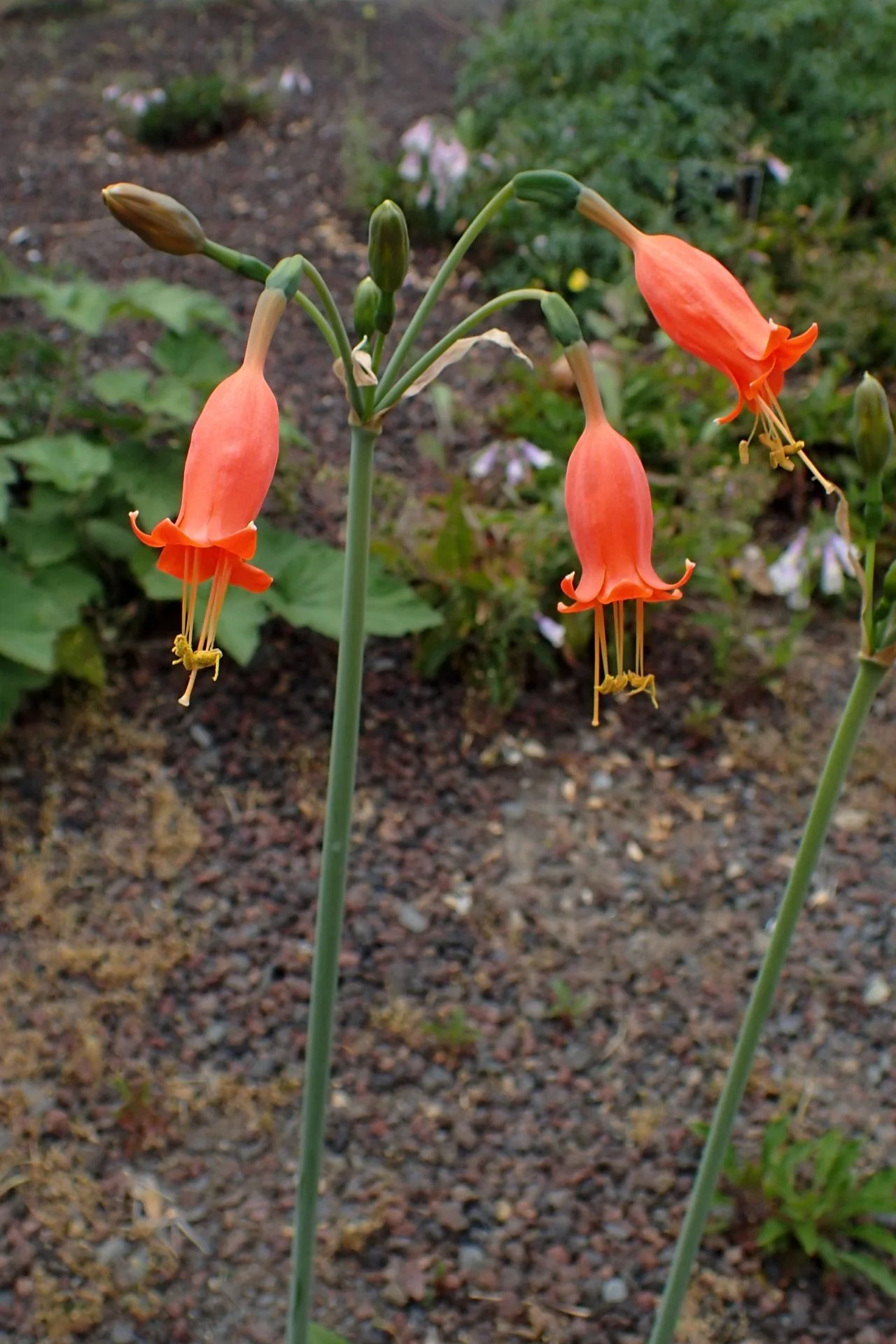 Stenomesson miniatum