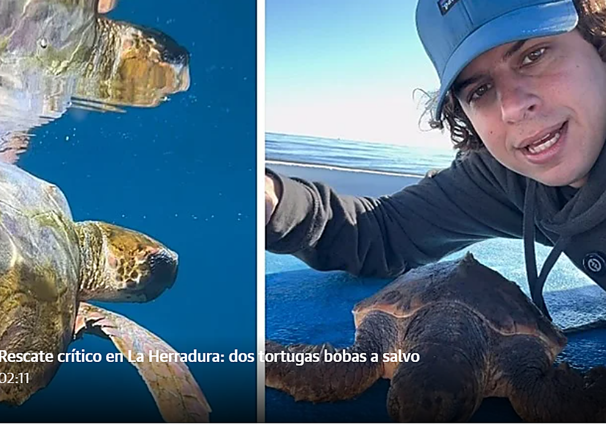 Exhausted loggerhead turtles rescued off Costa Tropical