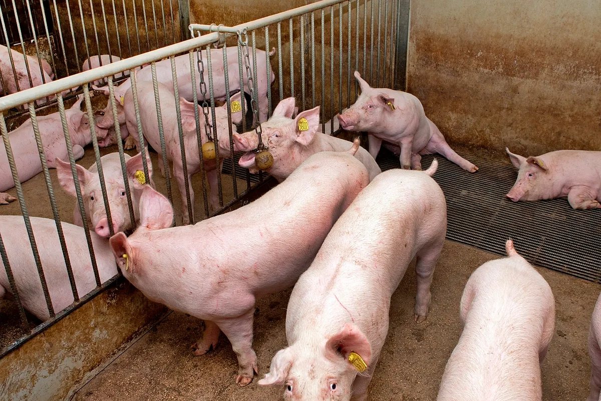 ¿Y si saliera una vacuna para la peste porcina?