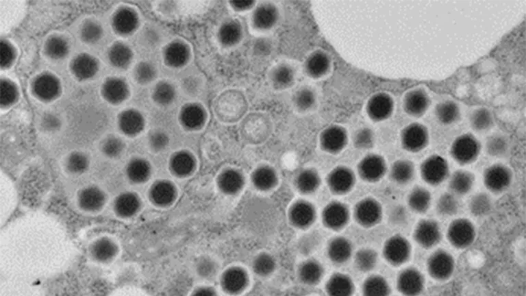 Descubren un virus gigante en Japón que podría cambiar lo que sabemos sobre el origen de la vida compleja