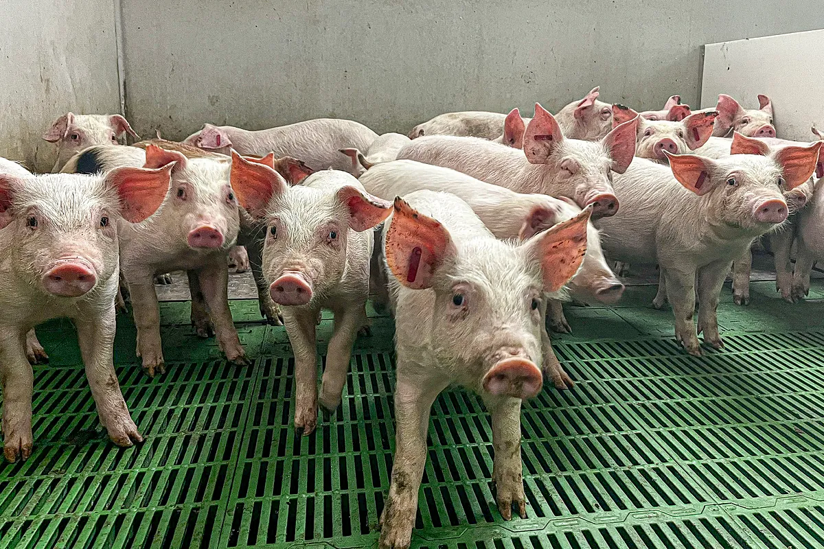 ¿Qué es la gripe porcina y qué síntomas produce en humanos?