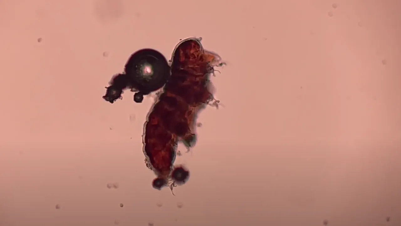 Cómo los osos de agua ayudaron a medir la hostilidad del suelo marciano