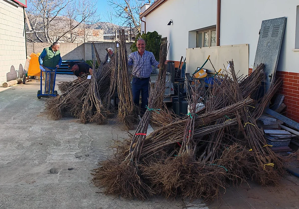 Alfarnate planta mil nuevos cerezos para reforzar su apuesta por convertirse en el valle del 'Jerte malagueño'