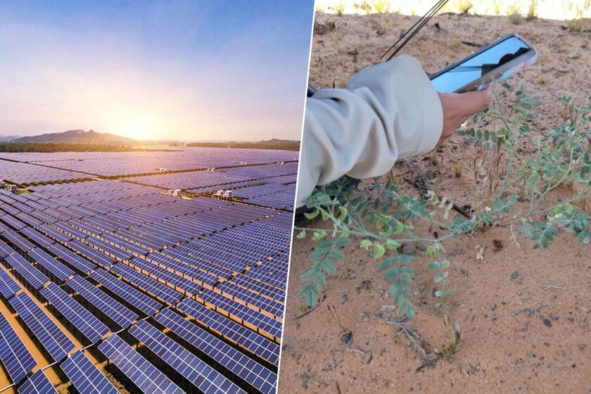 Una planta estaba al borde de la extinción en el desierto de Mojave. Entonces construyeron un parque solar encima