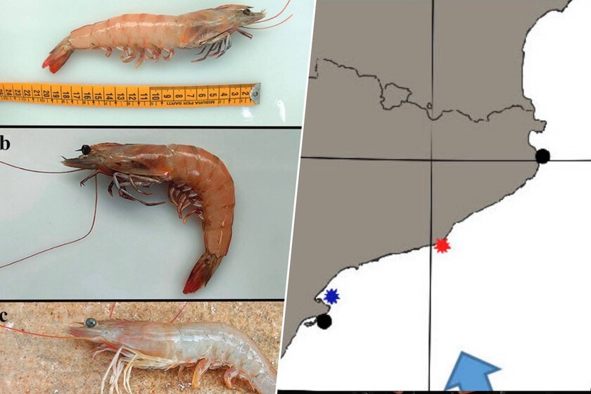 El Ebro se está llenando de langostinos café, una especie invasora que cada vez nos vamos a encontrar más en el plato