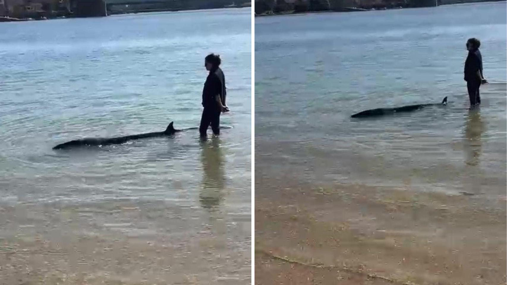 La cría de ballena encontrada en Oleiros (A Coruña), pendiente de la necropsia e incineración