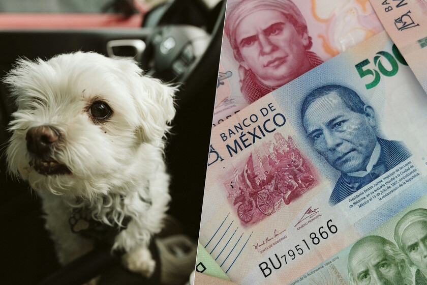Llevar a tu perro suelto en el coche en CDMX puede salirte muy caro: así puedes transportarlo para evitar sanciones