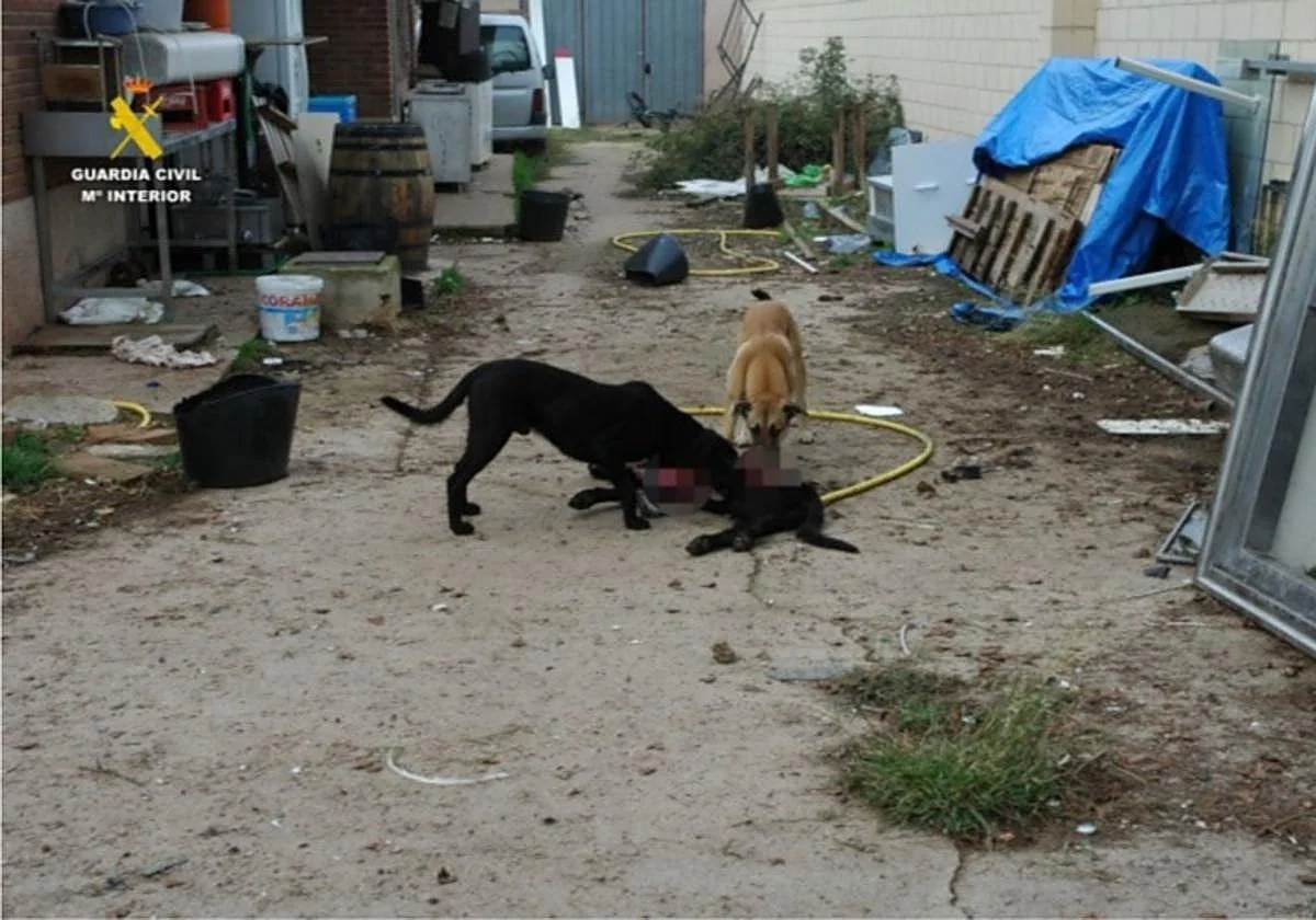 Investigado en Logroño por tener en su parcela a siete perros abandonados y otro muerto