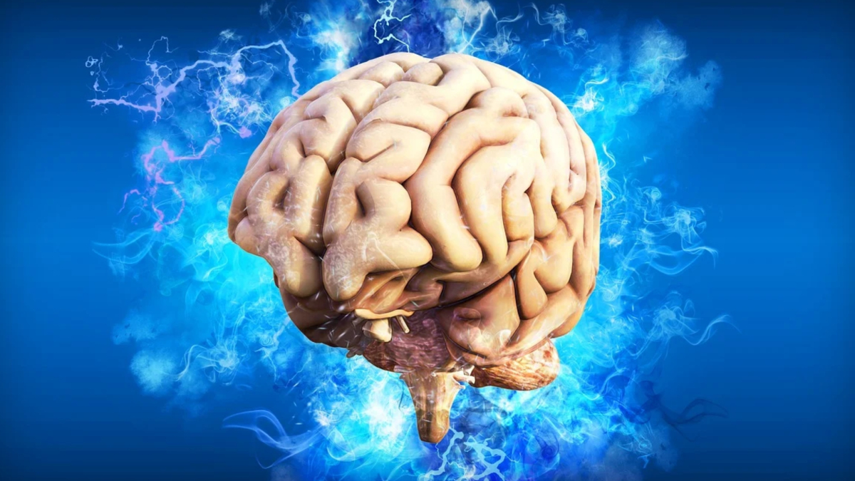 David Bueno, experto en neurociencia, sobre las diferencias entre el cerebro de un hombre y una mujer: “Las biológicas las acrecentamos culturalmente”