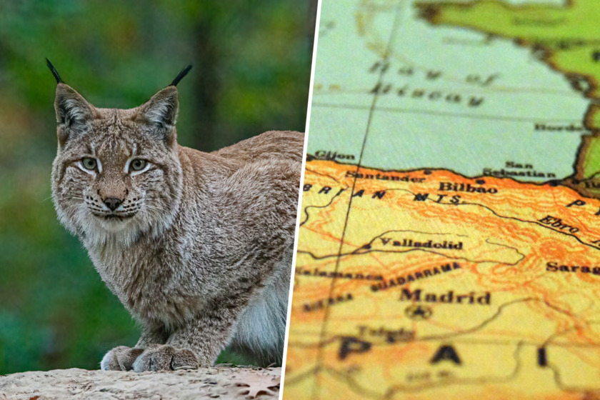 El lince ibérico está reconquistando España y eso es una buena noticia. El reto ahora es entender por qué