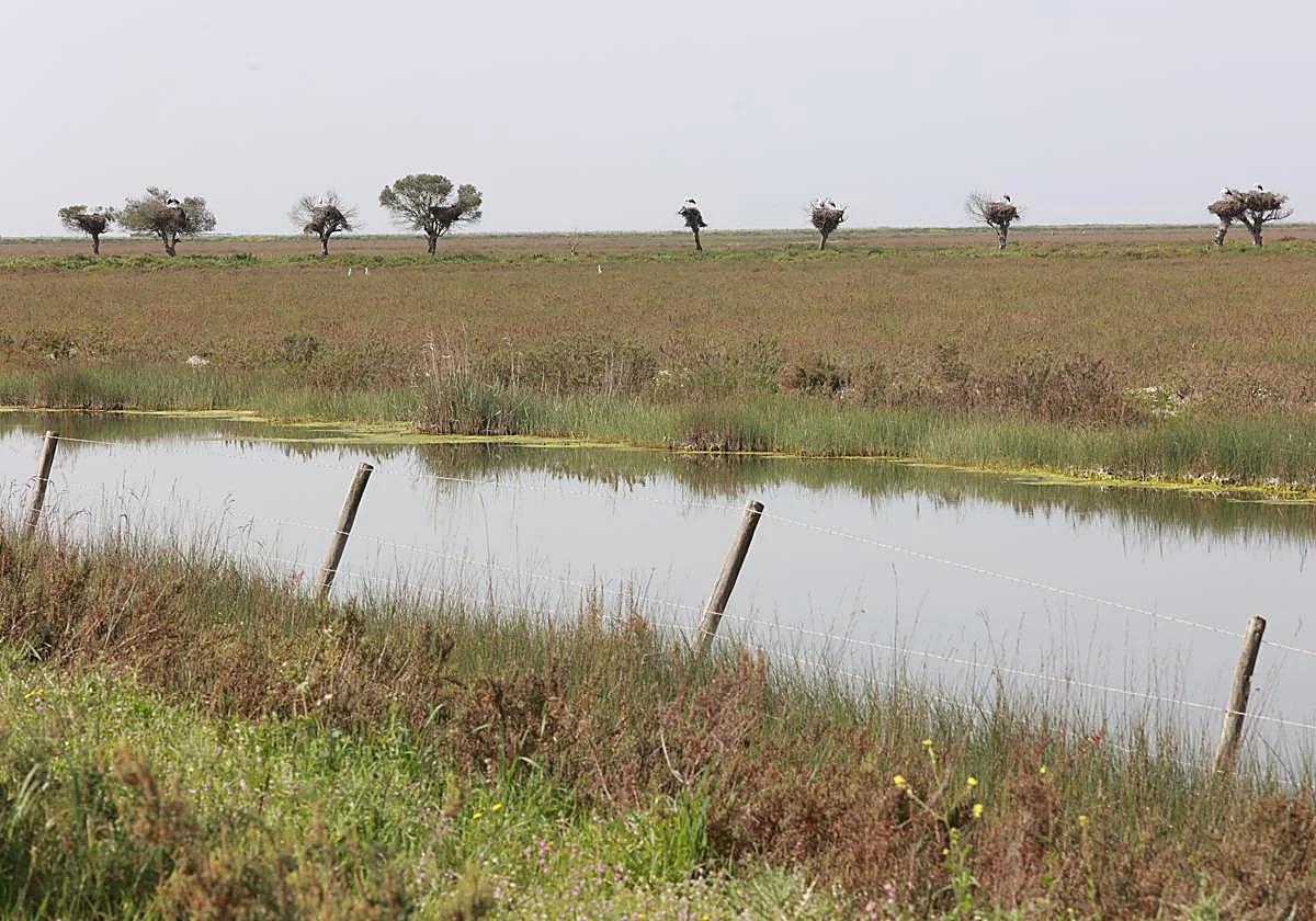 La Fiscalía demanda a Transición Ecológica por no actuar ante los robos de agua en Doñana