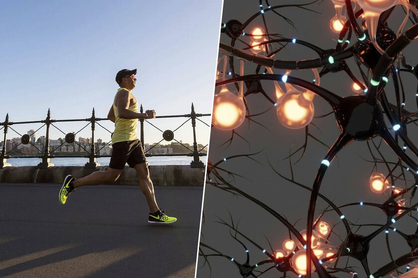 La ciencia ya sabe cuál es la mejor "gasolina" para crear nuevas neuronas: el ejercicio físico