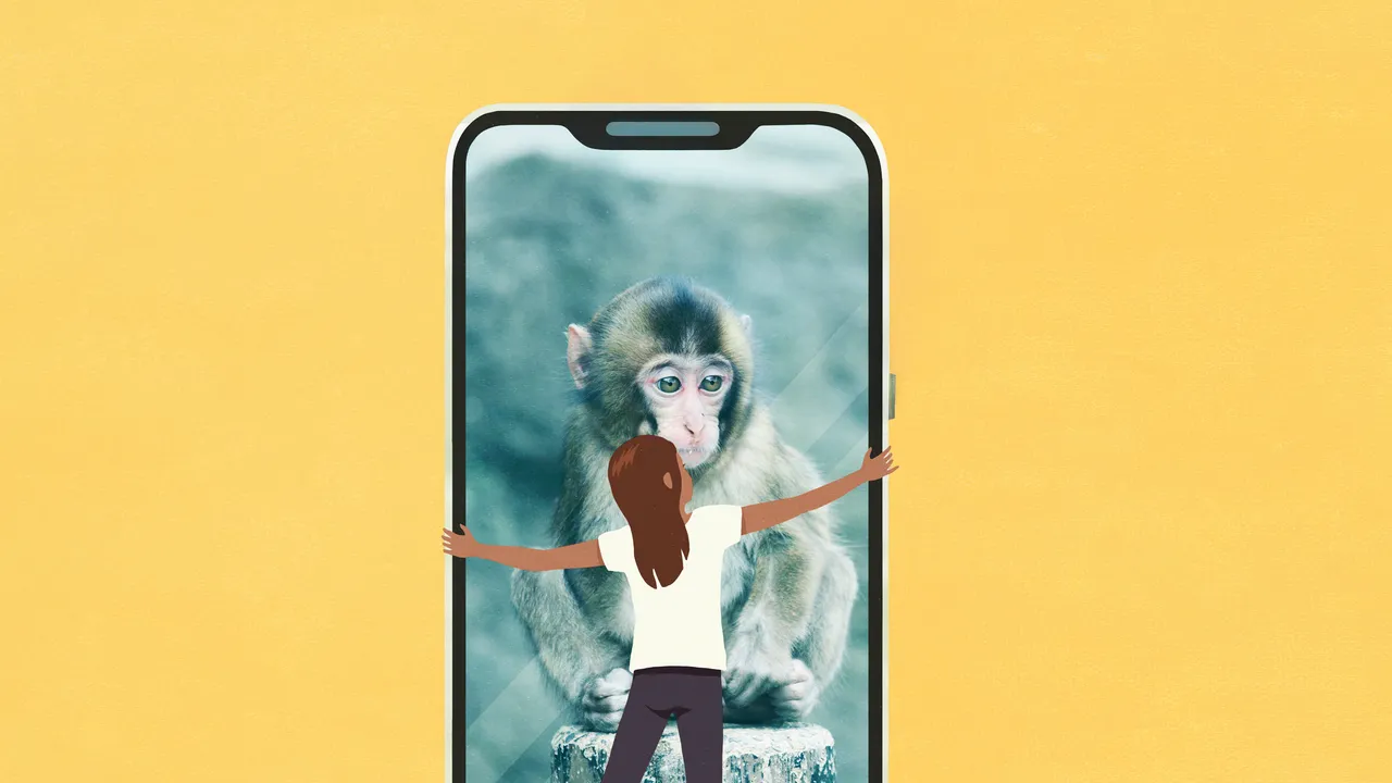 La ciencia detrás de tu obsesión por Punch, el monito solitario