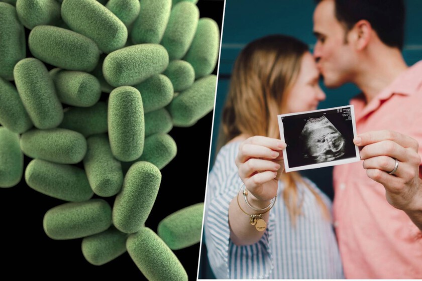 Si queremos aumentar la fertilidad de los humanos, los ratones tienen algo que contarnos: transplantes fecales