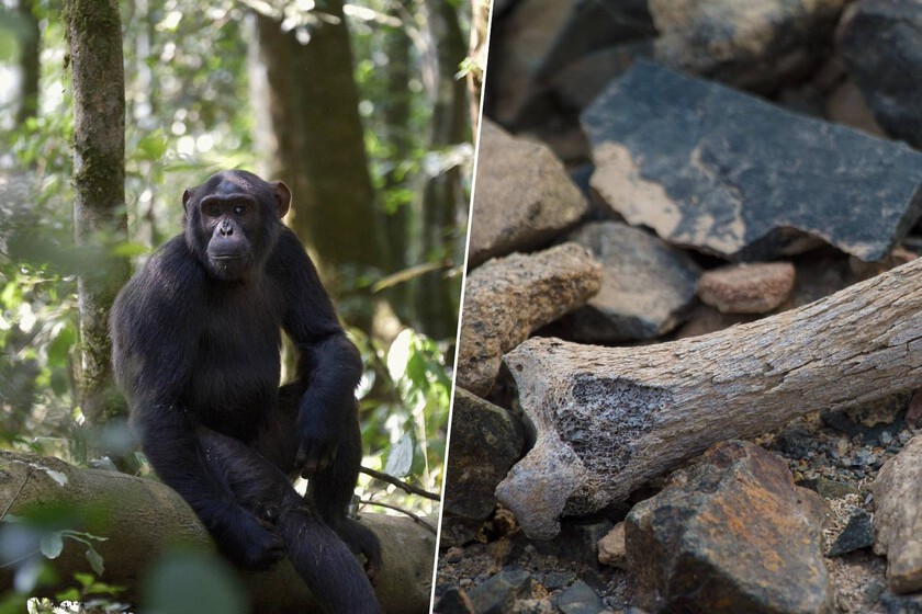 Pensábamos que el ser humano empezó a caminar en África. Este fósil de 7,2 millones de años dice lo contrario