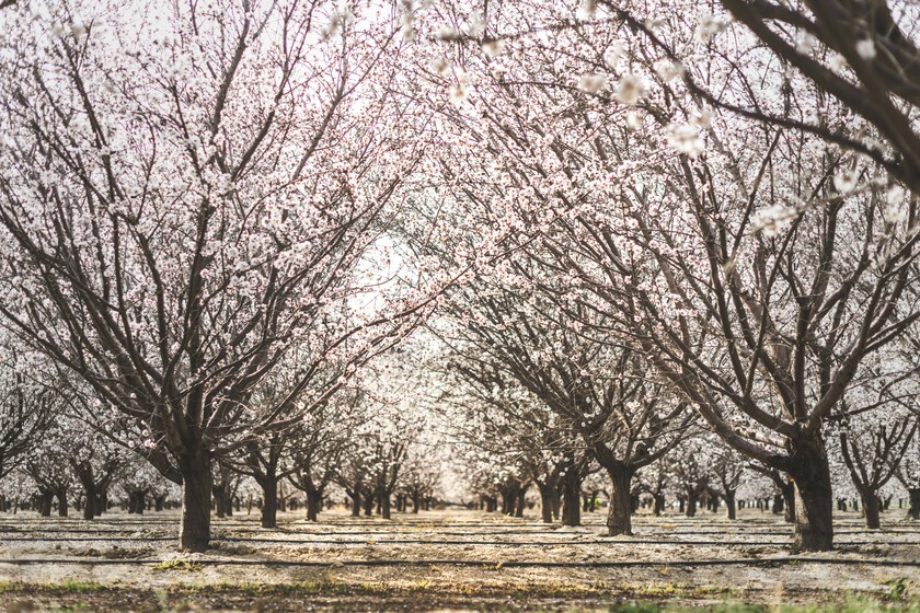 Los almendros de toda España ya están en flor y eso es una fantástica noticia para el sector. O también un desastre