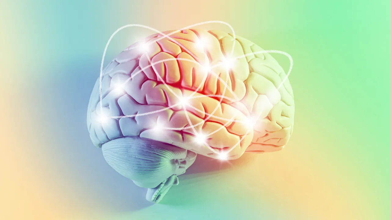 La inteligencia no está en una parte del cerebro sino que surge de sus conexiones