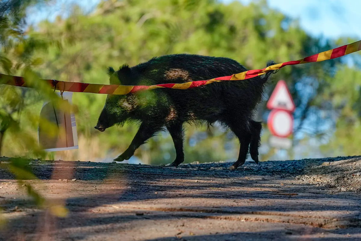El precio del porcino cae un 20% desde el inicio del brote de peste porcina africana