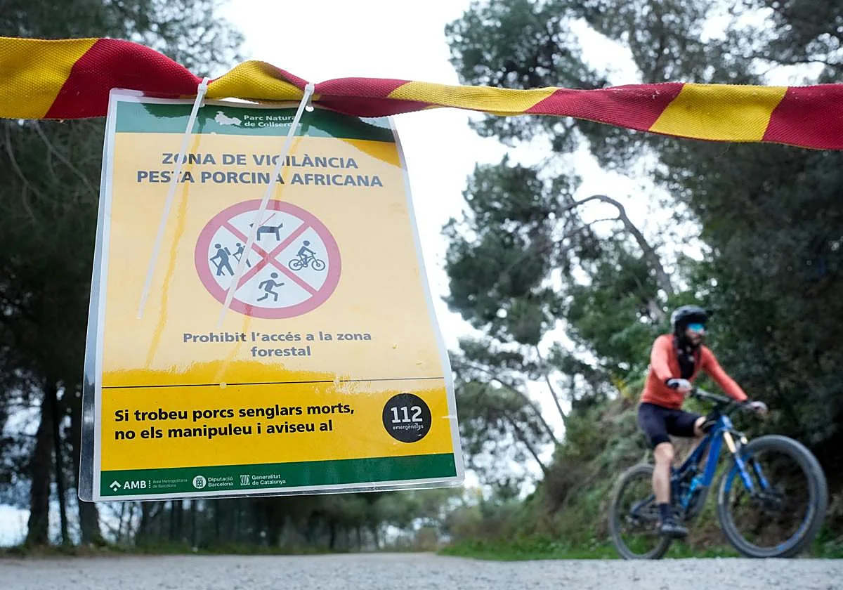 Detectan el primer caso de peste porcina en Barcelona