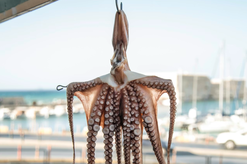 México y Chile han unido fuerzas para algo bastante extraño: prohibir en todo el mundo las granjas de pulpos