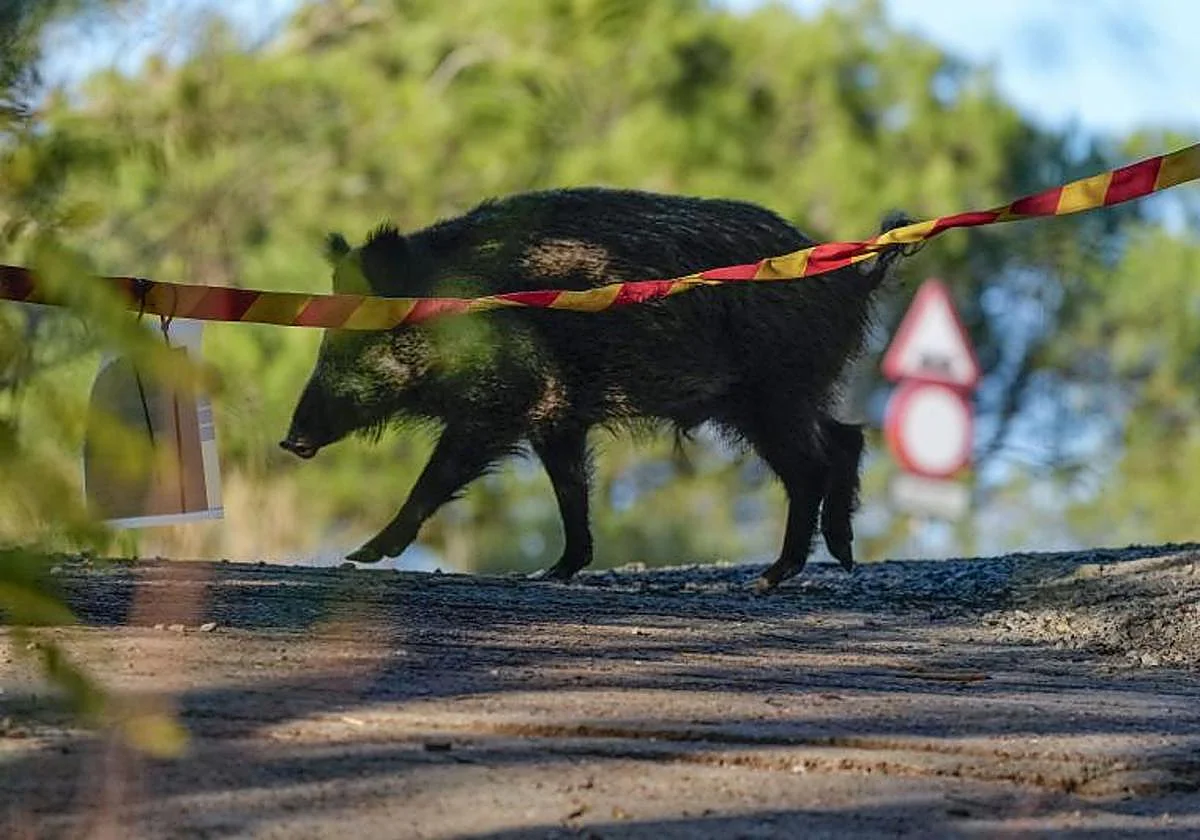 La peste porcina llega a Barcelona y obliga a cerrar su pulmón verde