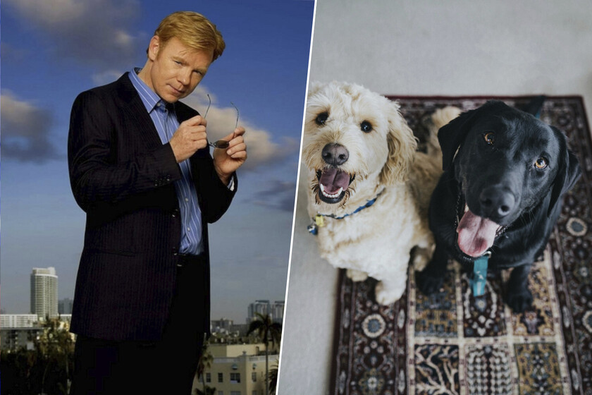 En España hay un 'CSI' que trabaja en decenas de ciudades rastreando ADN. Su objetivo: las cacas de perro abandonadas