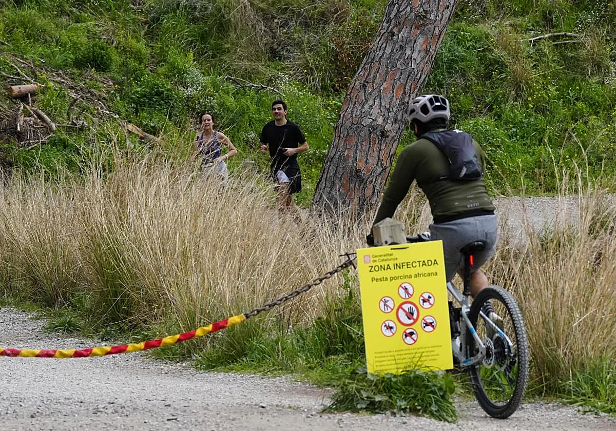 La Generalitat catalana se propone acabar con todos los jabalís de la zona de alto riesgo de peste porcina