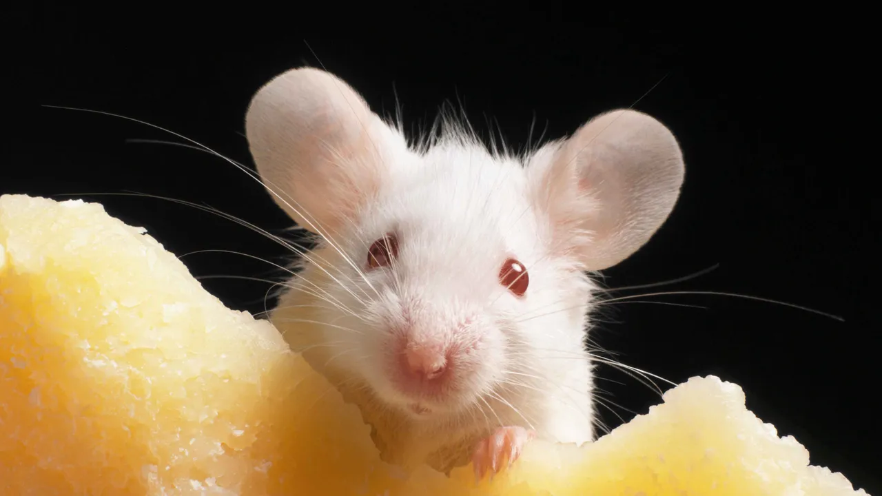 Logran reactivar el cerebro de un ratón congelado por primera vez