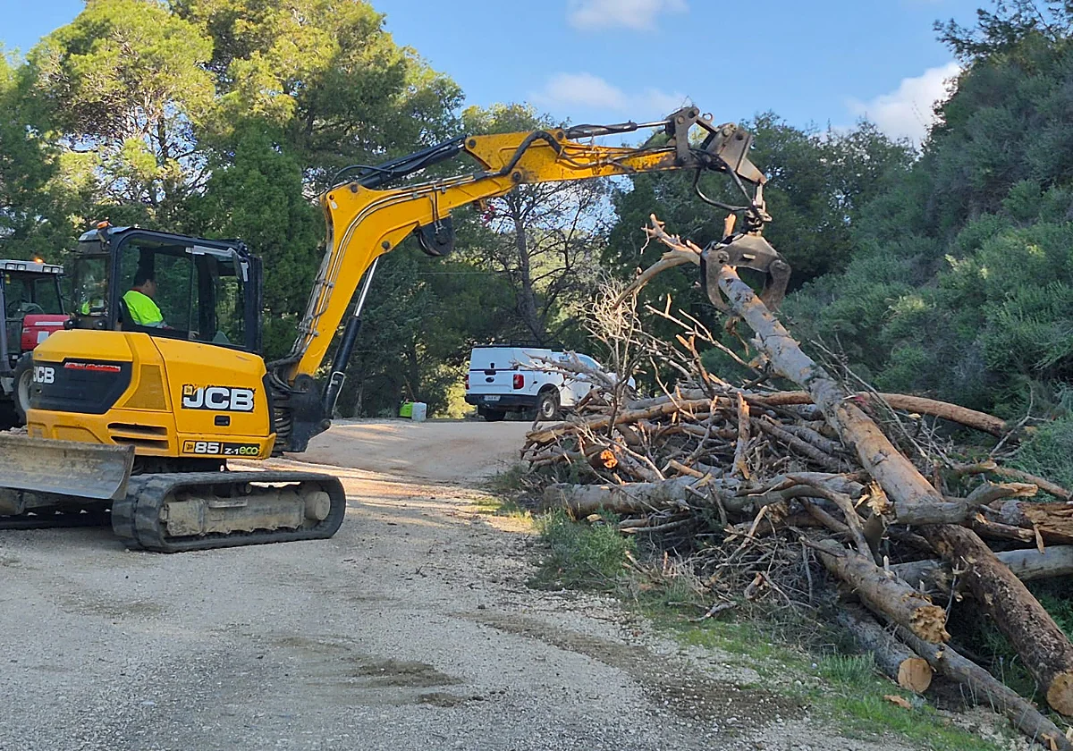 Plan de choque en los montes de Málaga: talan cientos de pinos secos para reducir los incendios este verano