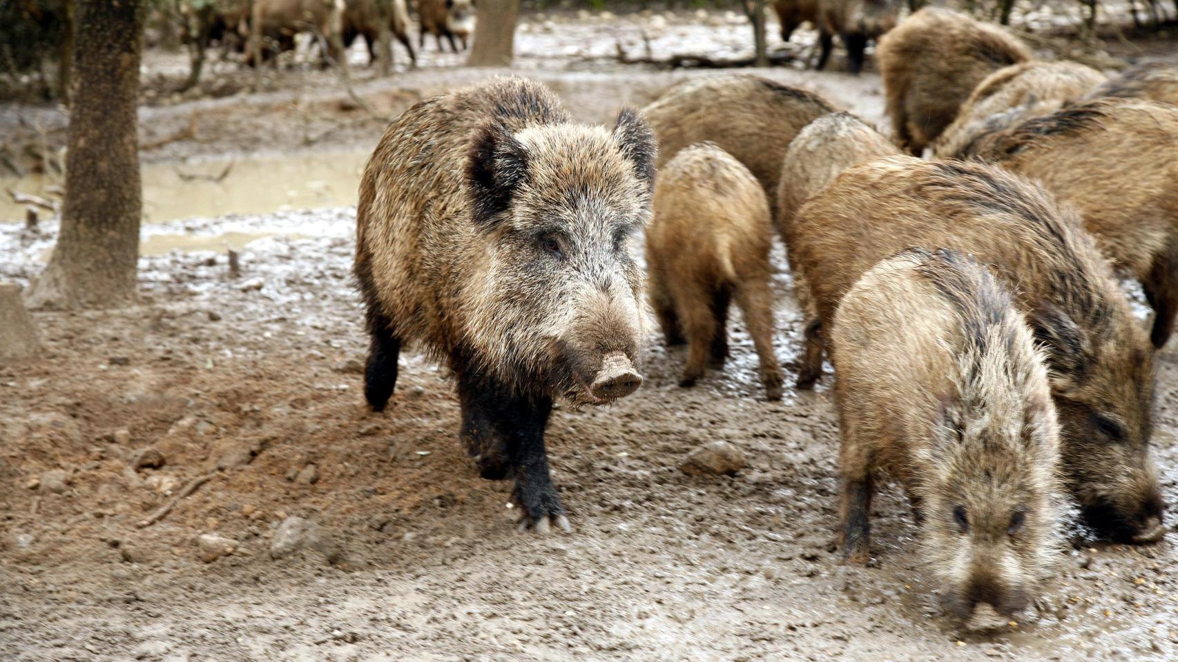Agricultura confirma tres muertes más de jabalíes por peste porcina: suben a 16 los positivos en Cataluña