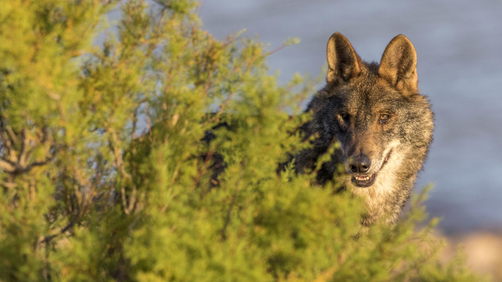 Así se gobierna sin Presupuesto: Hacienda quita a los ganaderos las ayudas por ataques de lobo y lleva los 20M al coche eléctrico