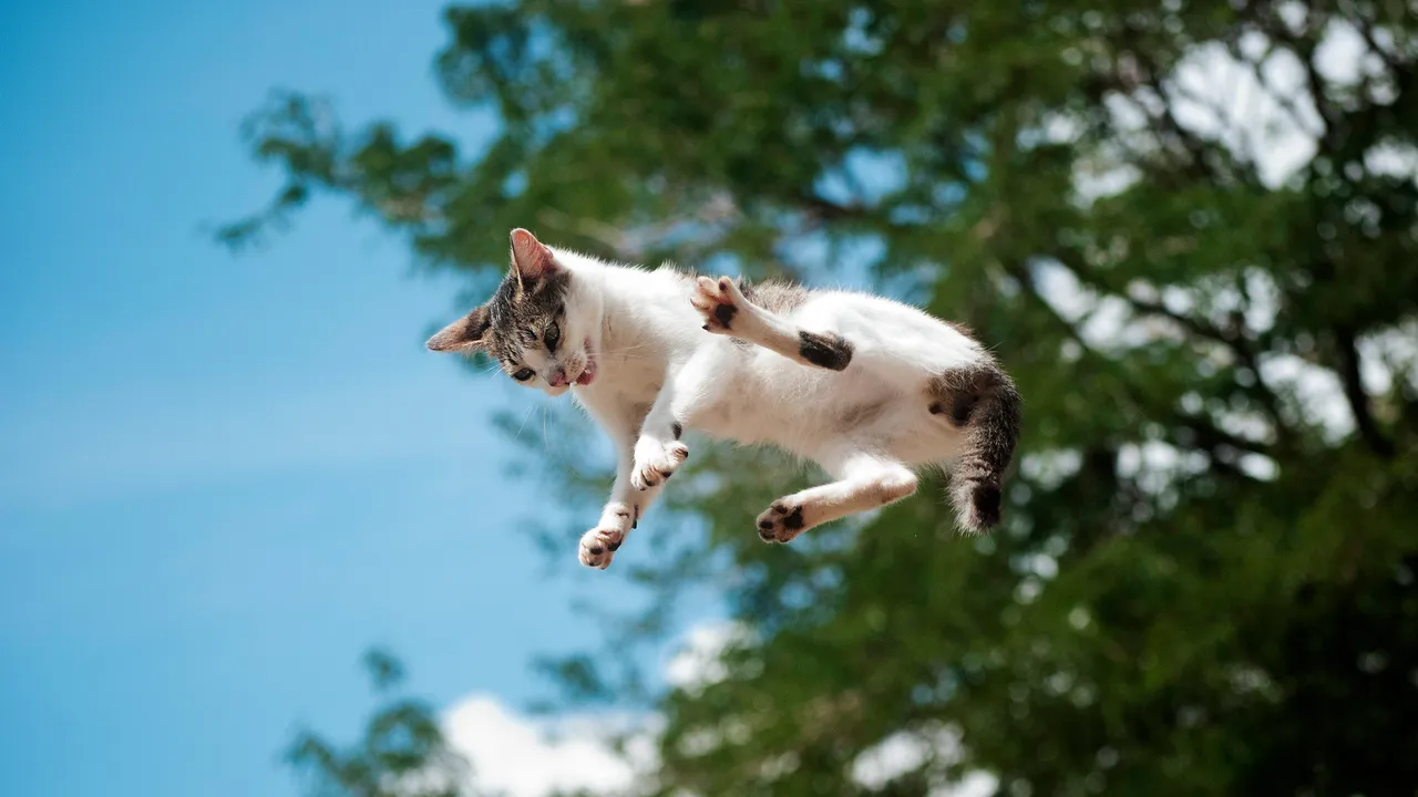 Por qué tu gato (casi) siempre cae de pie