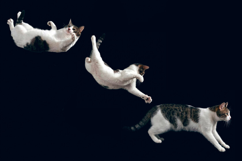 Los gatos siempre caen de pie. Y la ciencia llega siglos intentando entender un fenómeno inexplicable