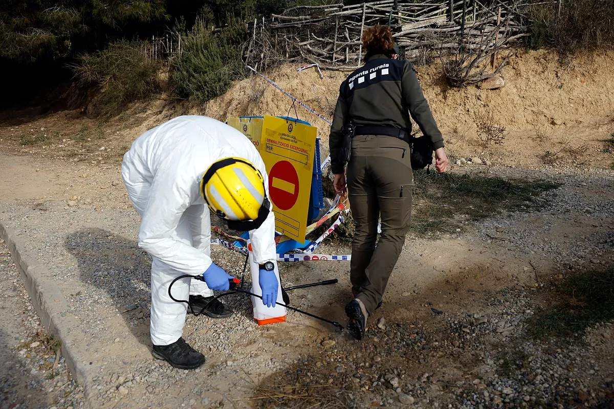 Suben a 16 los positivos por peste porcina africana dos semanas después del inicio del brote