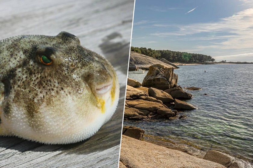 El mar en Galicia se está "tropicalizando": la aparición de dos nuevas especies de pez globo tóxico es la mejor prueba