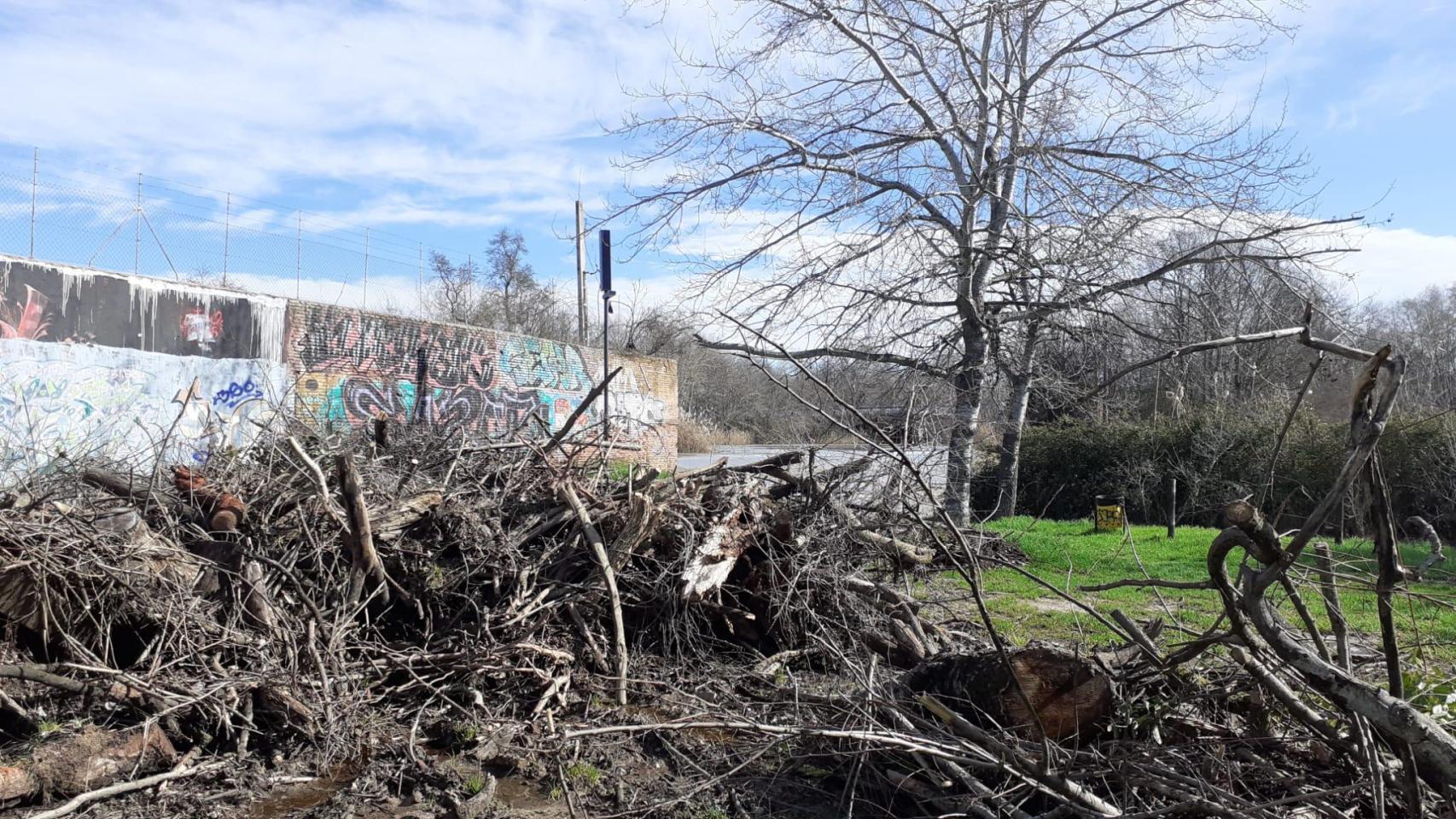 Acusan al Ayuntamiento de Talavera de talar "árboles sanos" sin autorización en una de las islas del Tajo