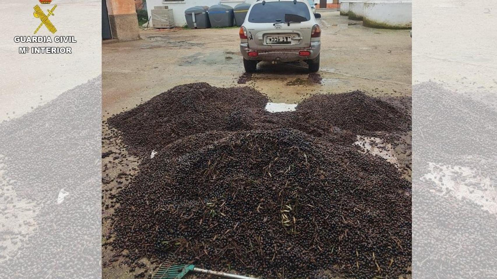 Golpe al robo de aceituna en Ciudad Real: detienen a 19 personas, entre ellas al dueño de una almazara de Malagón