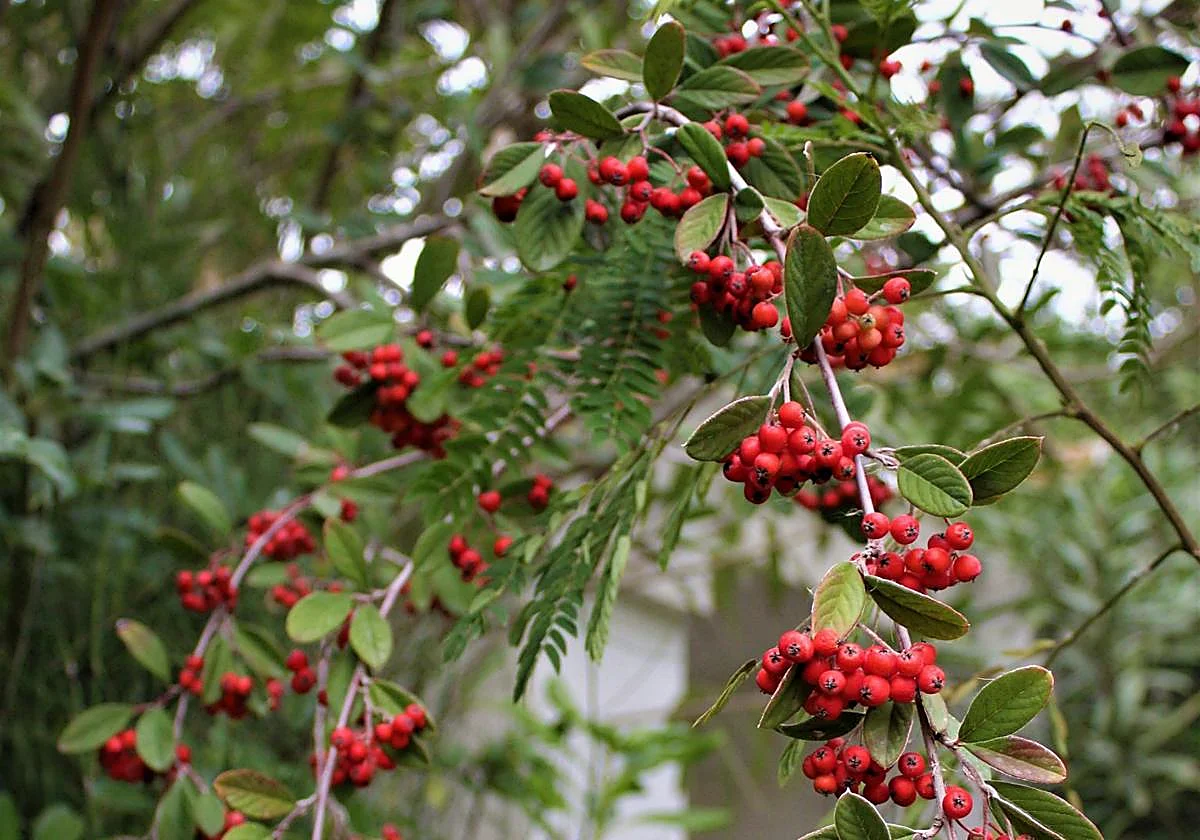 Recommended for your garden in the south of Spain: Cotoneaster coriaceus
