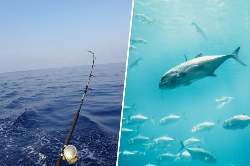 Algo raro pasa con la pesca recreativa del atún rojo en España. Y sí, 'raro' en este titular significa (presuntamente) 'fraude'