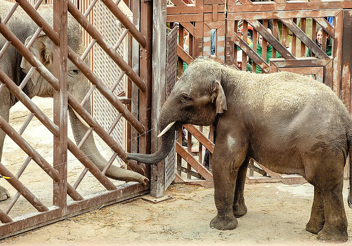 Selwo Aventura en Estepona recibe a Hope, un elefante asiático de Sumatra de seis años procedente del Zoo de Madrid