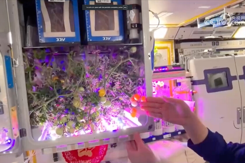 La estación espacial china Tiangong ya cultiva tomates: sus astronautas acaban de cosecharlos