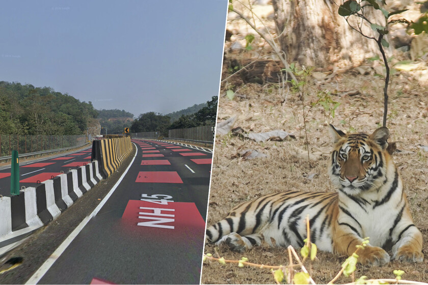 India se ha propuesto salvar sus tigres de los conductores. Y ha tomado una decisión: pintar una carretera de rojo