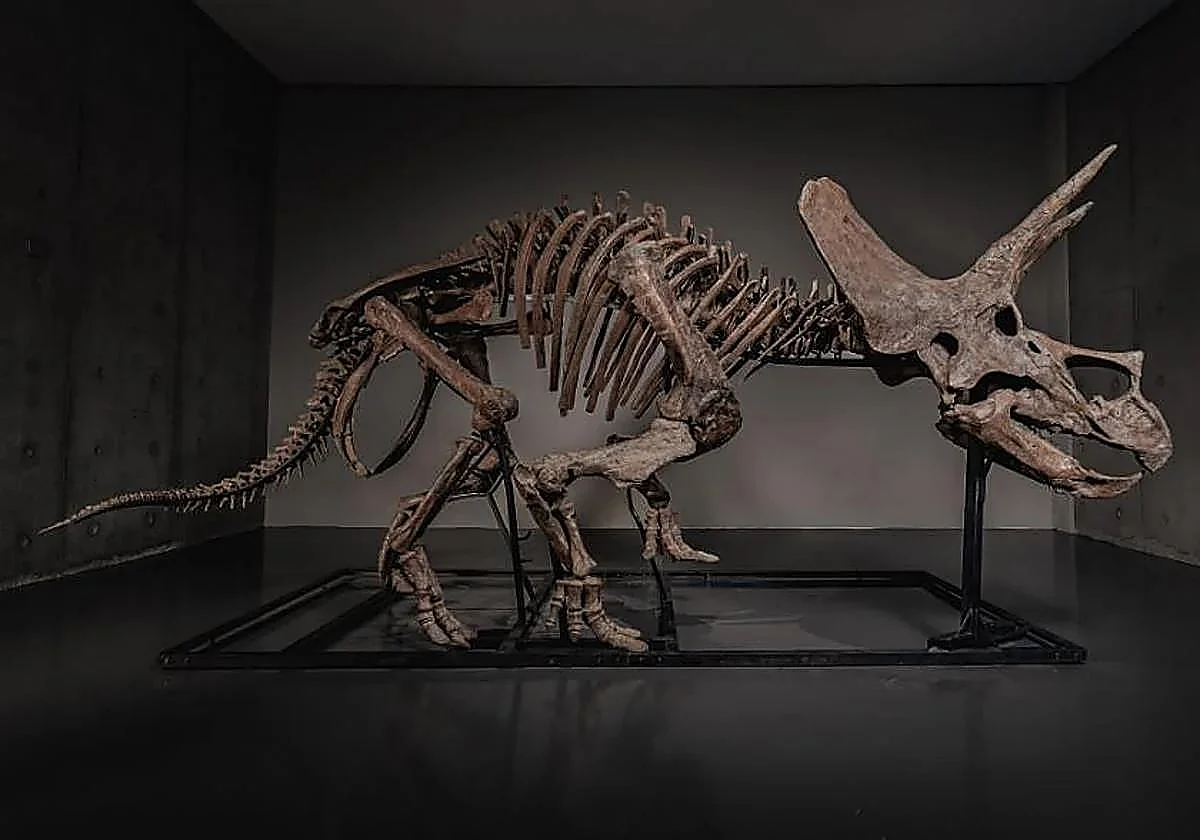 Subastan un dinosaurio de museo en perfecto estado por 5 millones de dólares