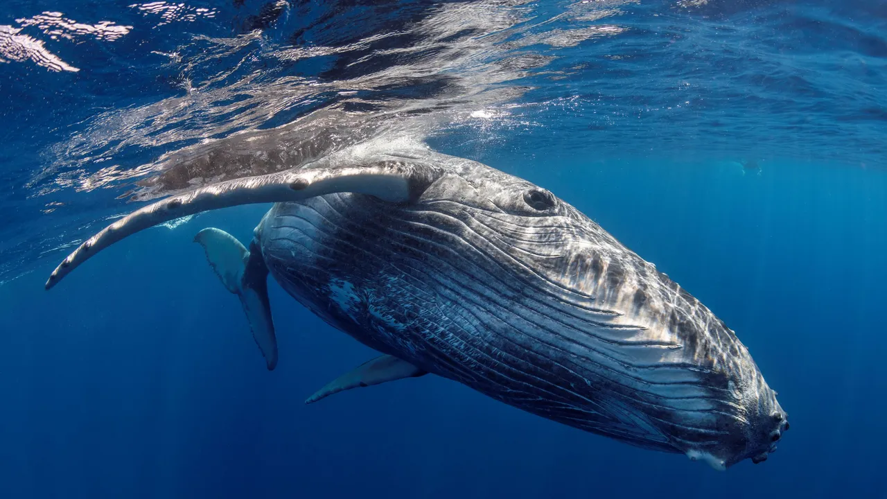 Gobierno de Trump busca una exención ambiental para expandir la industria petrolera en el Golfo de México