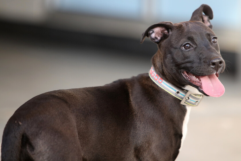 ChatGPT hizo por este hombre lo que los veterinarios no pudieron: una vacuna ARNm que redujo el cáncer de su perra