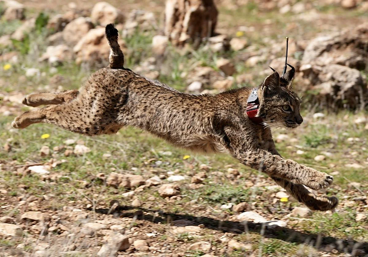 Iberian lynx in Andalucía: baby boom in Doñana