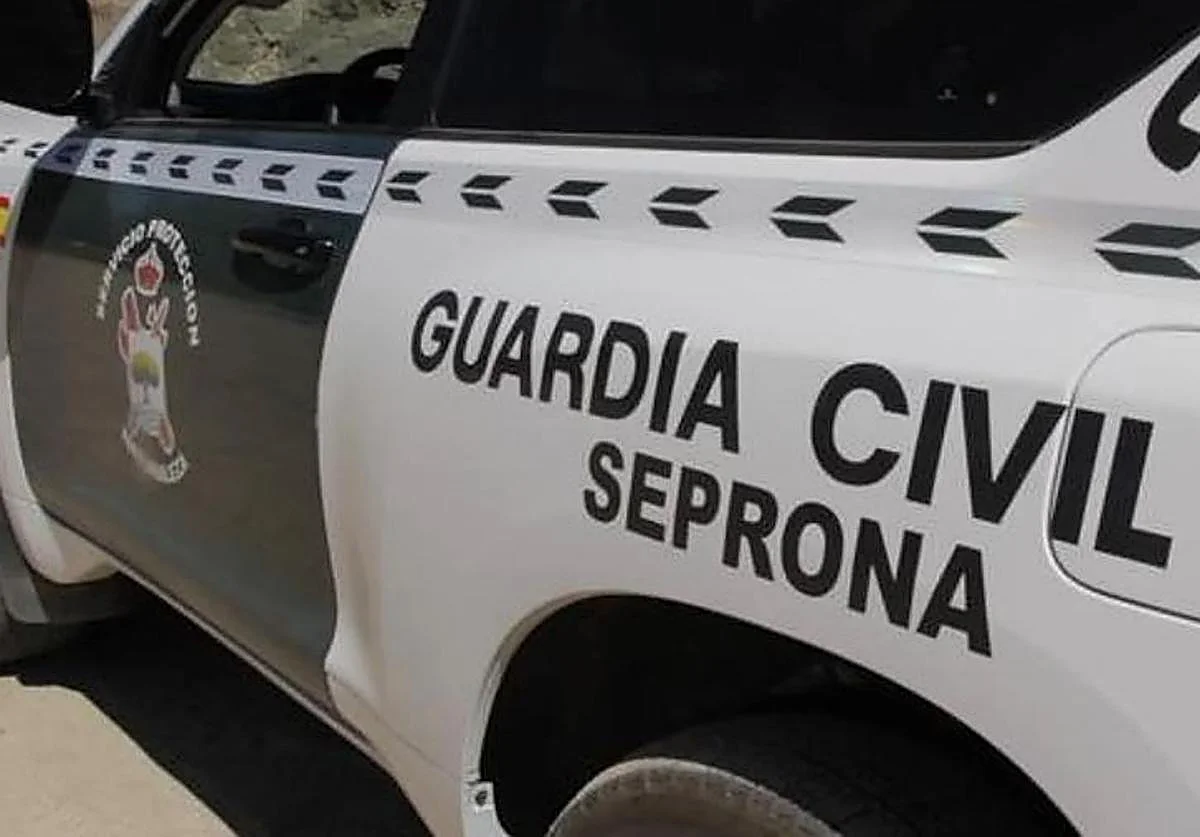 Investigado en Málaga por vender como «ramitas de coral» y «corales varios» especies marinas protegidas