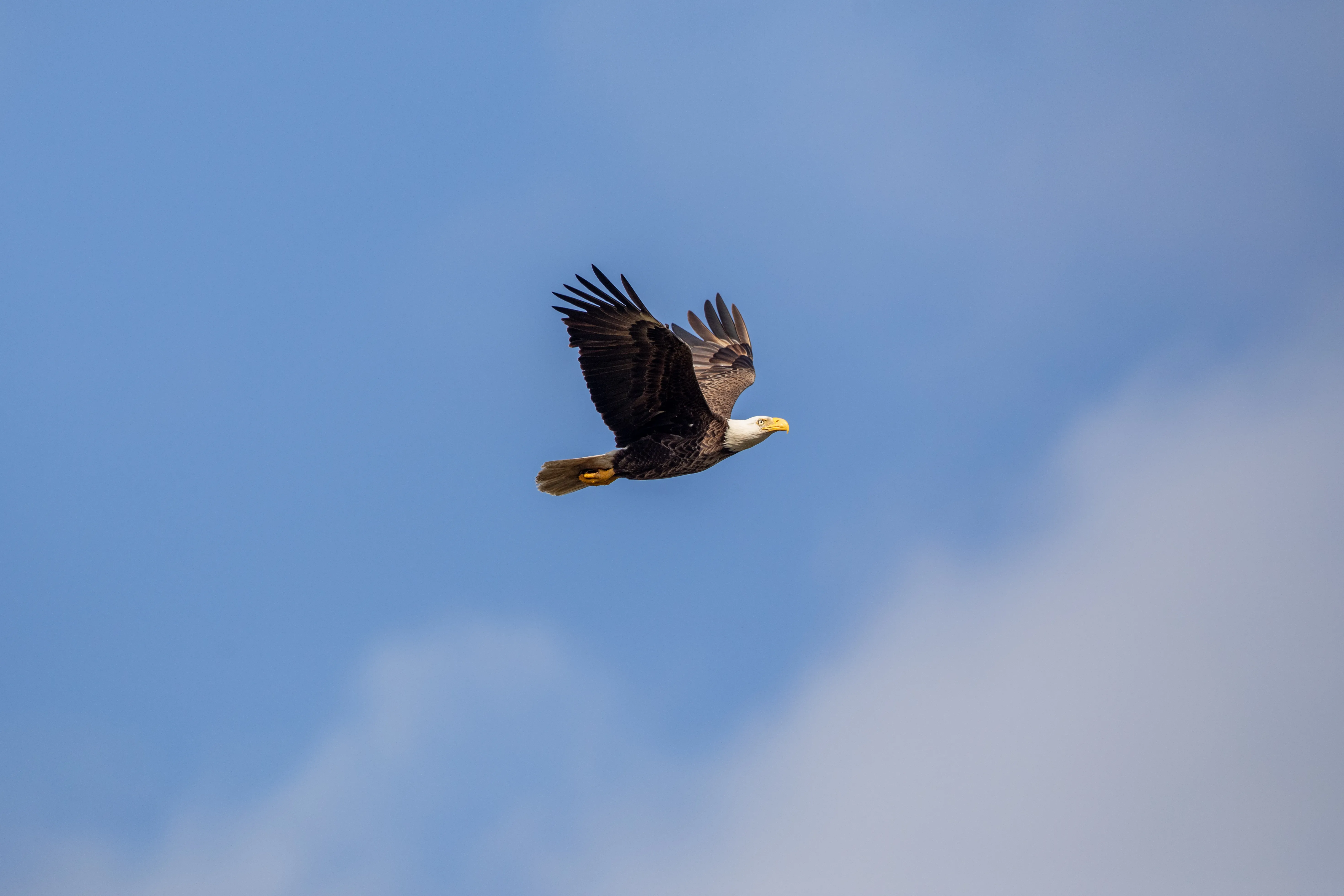 American Bald Eagle at NASA’s Kennedy Space Center