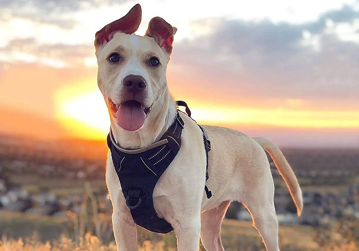 Si paseas perros grandes o medianos, hazte con uno de estos arneses antitirones